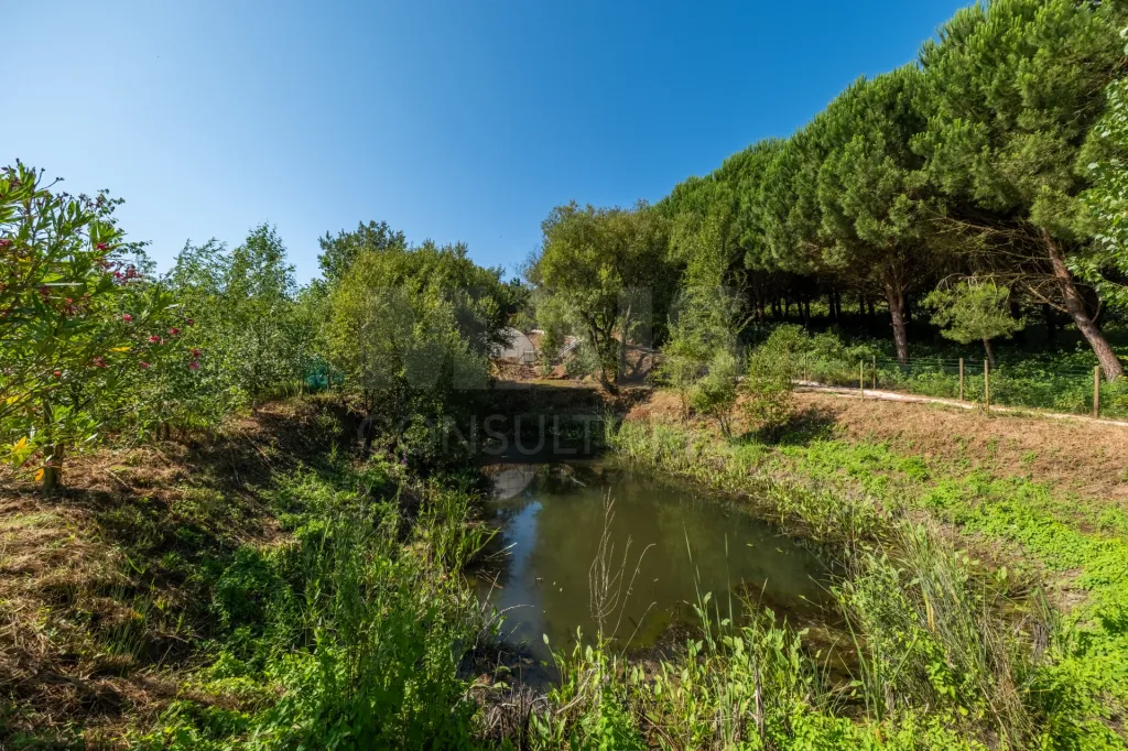 Terreno em Nossa Senhora do Pópulo, Coto e São Gregório: Terreno Agrícola na Fanadia | 16.100 m² de Potencial e Infraestruturas Preparadas (14 de 43)