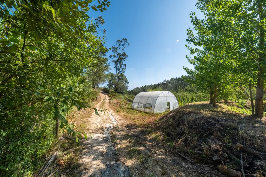 Terreno em Nossa Senhora do Pópulo, Coto e São Gregório: Terreno Agrícola na Fanadia | 16.100 m² de Potencial e Infraestruturas Preparadas (17 de 43)