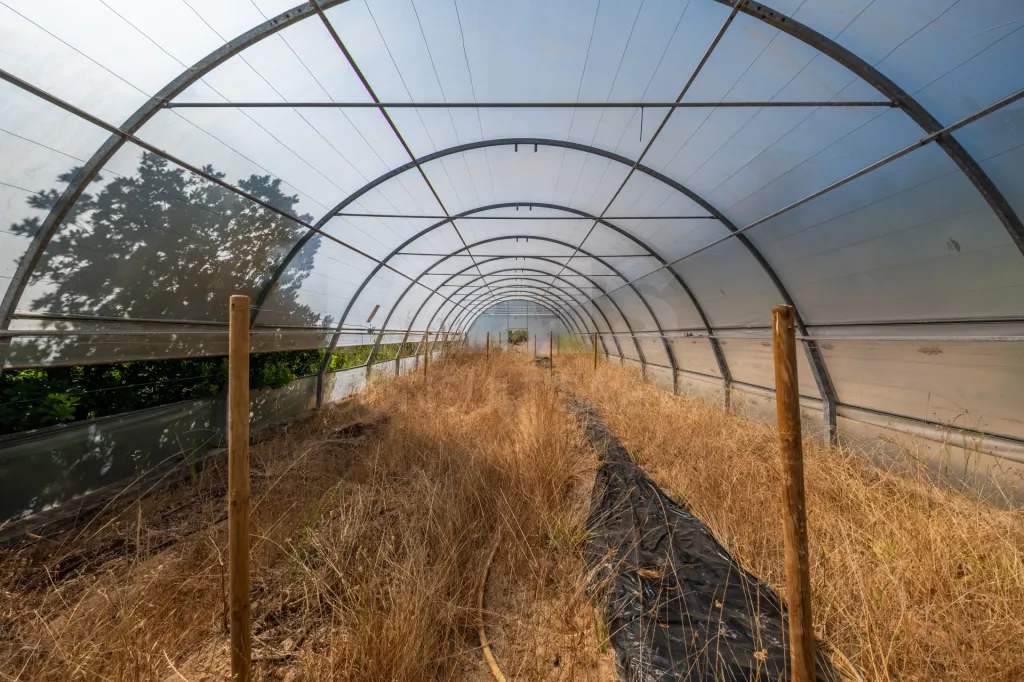 Terreno em Nossa Senhora do Pópulo, Coto e São Gregório: Terreno Agrícola na Fanadia | 16.100 m² de Potencial e Infraestruturas Preparadas (28 de 43)