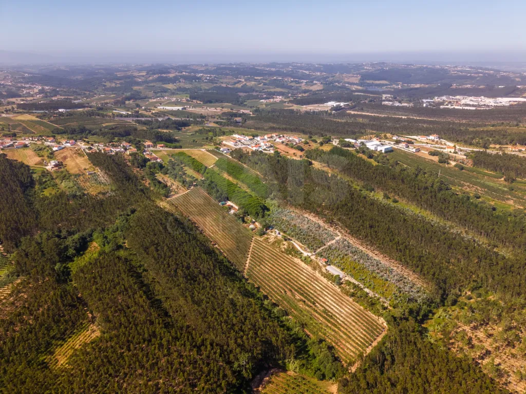 Terreno em Nossa Senhora do Pópulo, Coto e São Gregório: Terreno Agrícola na Fanadia | 16.100 m² de Potencial e Infraestruturas Preparadas (35 de 43)