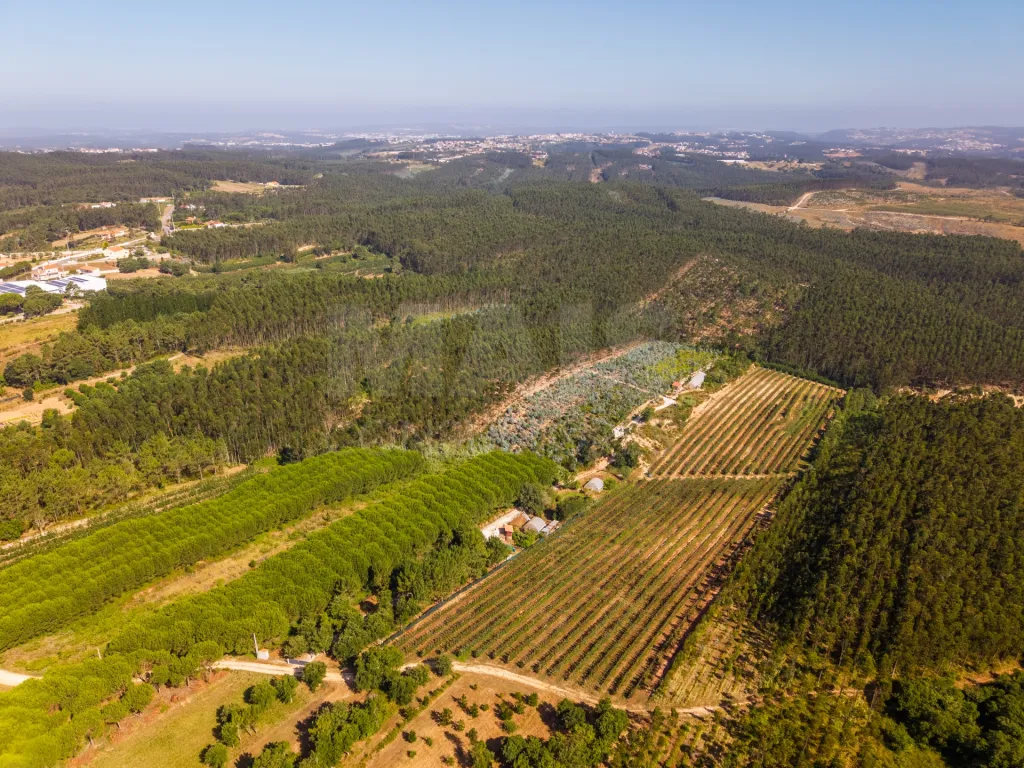 Terreno em Nossa Senhora do Pópulo, Coto e São Gregório: Terreno Agrícola na Fanadia | 16.100 m² de Potencial e Infraestruturas Preparadas (38 de 43)