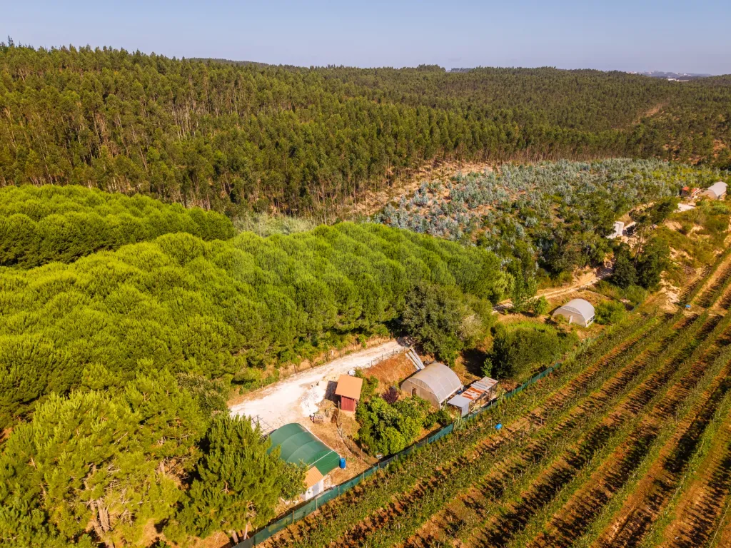 Terreno em Nossa Senhora do Pópulo, Coto e São Gregório: Terreno Agrícola na Fanadia | 16.100 m² de Potencial e Infraestruturas Preparadas (39 de 43)