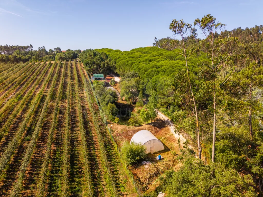 Terreno em Nossa Senhora do Pópulo, Coto e São Gregório: Terreno Agrícola na Fanadia | 16.100 m² de Potencial e Infraestruturas Preparadas (40 de 43)