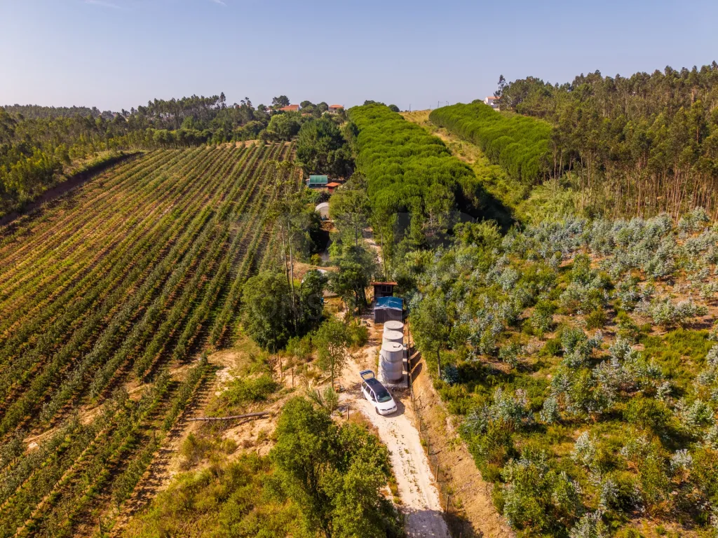 Terreno em Nossa Senhora do Pópulo, Coto e São Gregório: Terreno Agrícola na Fanadia | 16.100 m² de Potencial e Infraestruturas Preparadas (41 de 43)