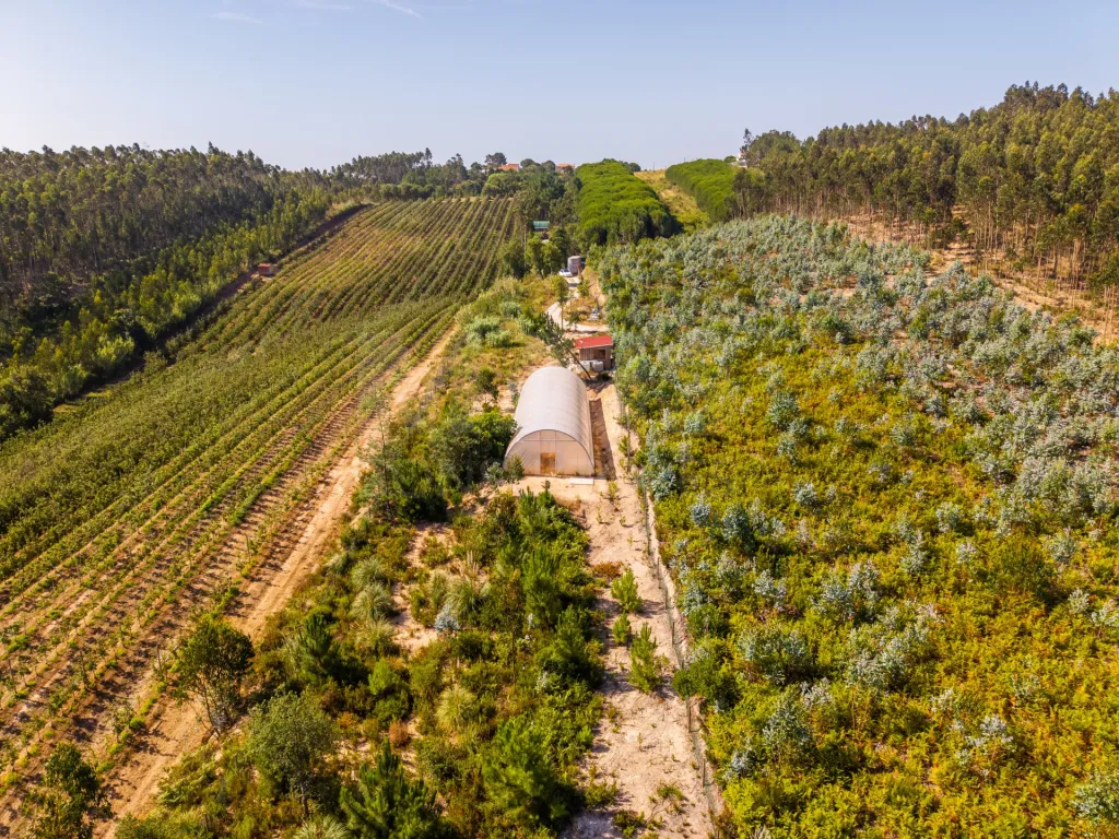 Terreno em Nossa Senhora do Pópulo, Coto e São Gregório: Terreno Agrícola na Fanadia | 16.100 m² de Potencial e Infraestruturas Preparadas (43 de 43)